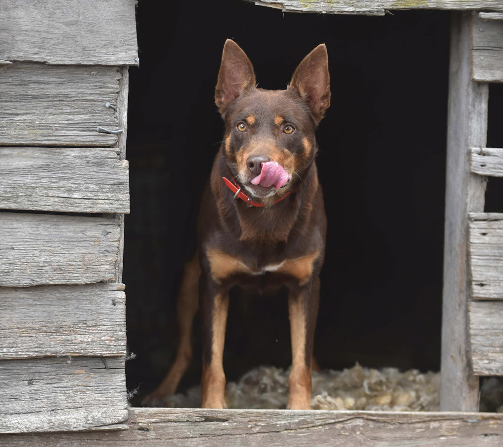 working dog hard workers