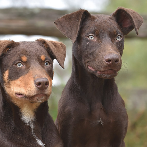 puppy feed