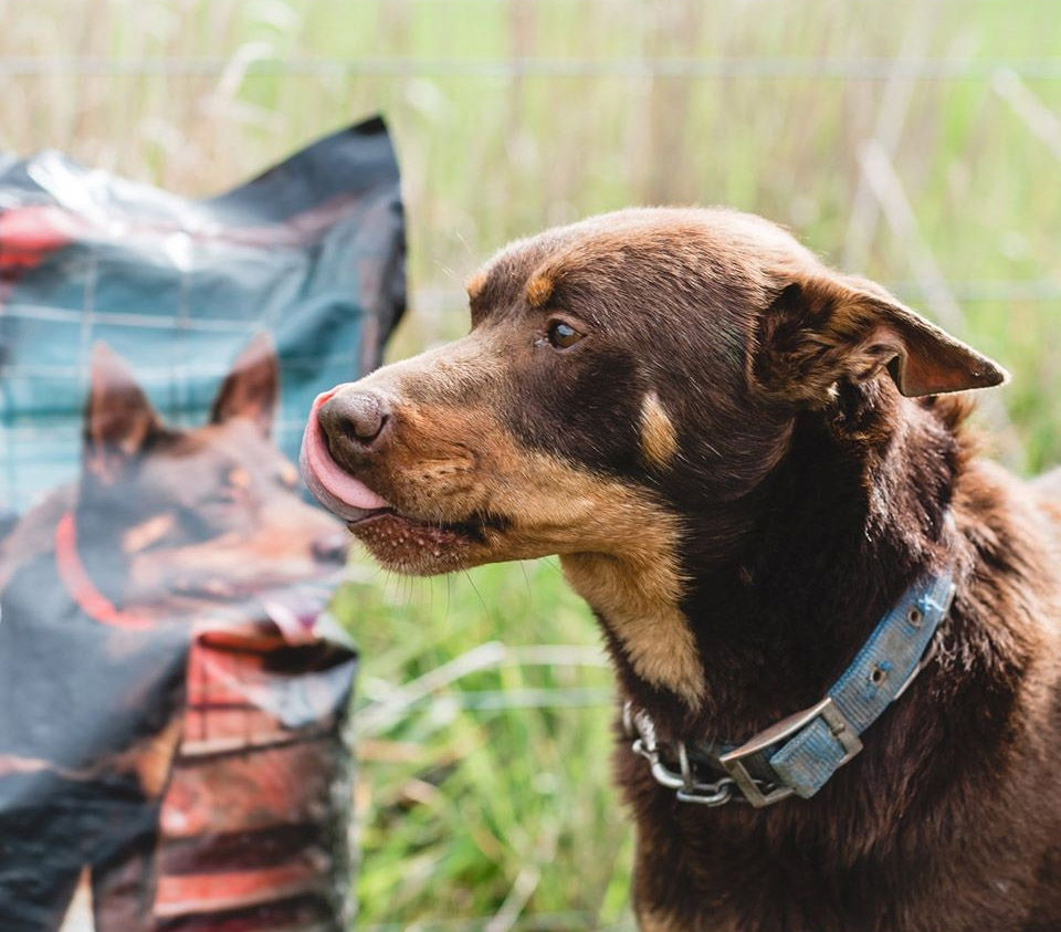 changing your dog’s food