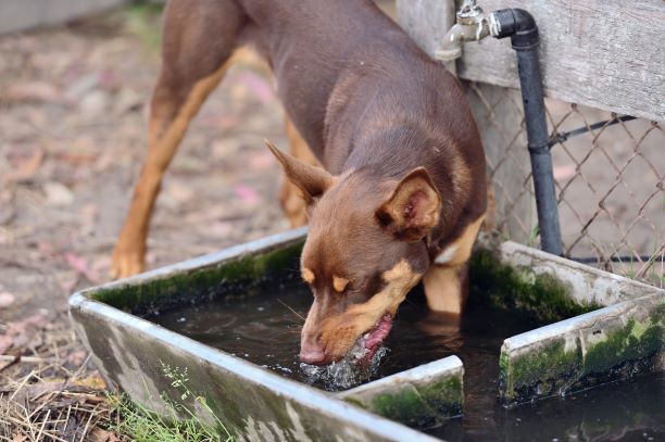 how does the heat affect dogs