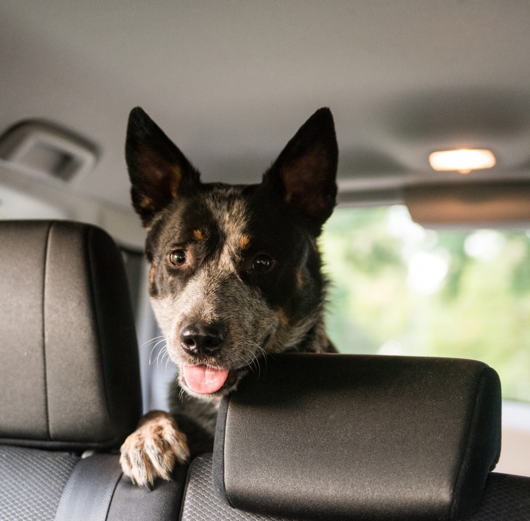 Road Tripping with your dog in Australia