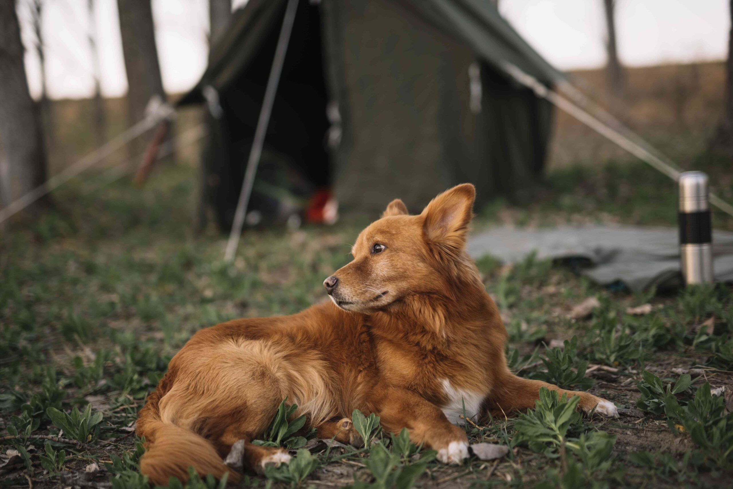 camping with dogs