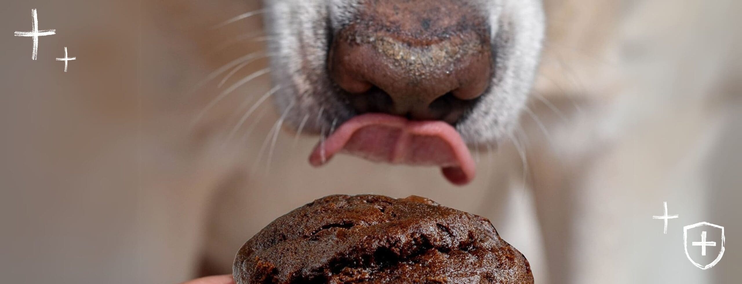 Photo inspiration: Picture Idea: Why Is Chocolate Poisonous To Dogs